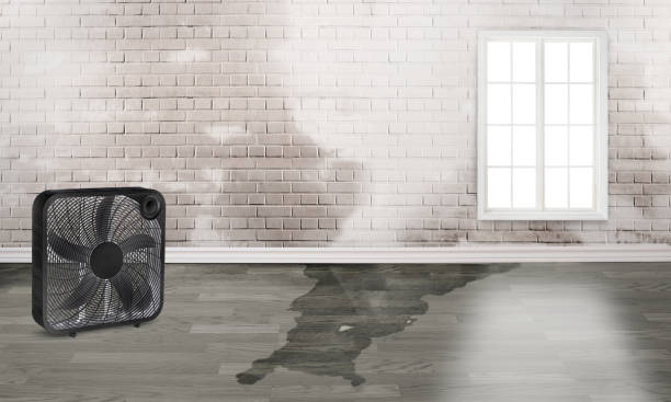 Best Residential water damage restoration  in Mount Pleasant, TN